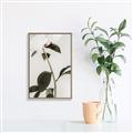 Picture of Romantic Blur Peony II _GroupedProduct_Rectangle_Portrait_Photography _GroupedProduct_Rectangle_Portrait_Canvas_Framed_