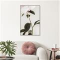 Picture of Romantic Blur Peony II _GroupedProduct_Rectangle_Portrait_Photography _GroupedProduct_Rectangle_Portrait_Canvas_Framed_