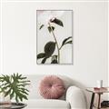 Picture of Romantic Blur Peony II _GroupedProduct_Rectangle_Portrait_Photography _GroupedProduct_Rectangle_Portrait_Canvas_Framed_
