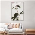 Picture of Romantic Blur Peony II _GroupedProduct_Rectangle_Portrait_Photography _GroupedProduct_Rectangle_Portrait_Canvas_Framed_