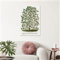 Picture of Hardy Magnolia Tree Lithograph _GroupedProduct_Rectangle_Portrait_Unframed_Print_Only_