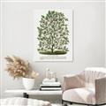 Picture of Hardy Magnolia Tree Lithograph _GroupedProduct_Rectangle_Portrait_Unframed_Print_Only_