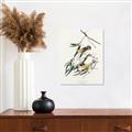 Picture of Two Yellow Warbler Birds _GroupedProduct_Rectangle_Portrait_Unframed_Print_Only_
