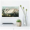 Picture of Vintage Floating White Swan _GroupedProduct_Rectangle_Landscape_Unframed_Print_Only_