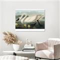 Picture of Vintage Floating White Swan _GroupedProduct_Rectangle_Landscape_Unframed_Print_Only_