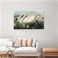 Picture of Vintage Floating White Swan _GroupedProduct_Rectangle_Landscape_Unframed_Print_Only_