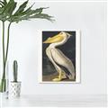 Picture of Vintage White Pelican _GroupedProduct_Rectangle_Portrait_Unframed_Print_Only_