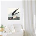 Picture of Black Skimmer From Birds of America (1827) _GroupedProduct_Square_Unframed_Print_Only_