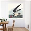 Picture of Black Skimmer From Birds of America (1827) _GroupedProduct_Square_Unframed_Print_Only_