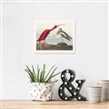 Picture of Vintage Scarlet Ibis Bird _GroupedProduct_Rectangle_Landscape_Unframed_Print_Only_