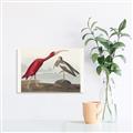 Picture of Vintage Scarlet Ibis Bird _GroupedProduct_Rectangle_Landscape_Unframed_Print_Only_