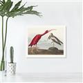 Picture of Vintage Scarlet Ibis Bird _GroupedProduct_Rectangle_Landscape_Unframed_Print_Only_