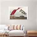 Picture of Vintage Scarlet Ibis Bird _GroupedProduct_Rectangle_Landscape_Unframed_Print_Only_