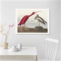 Picture of Vintage Scarlet Ibis Bird _GroupedProduct_Rectangle_Landscape_Unframed_Print_Only_
