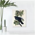 Picture of Raven From Birds of America (1827) _GroupedProduct_Rectangle_Portrait_Unframed_Print_Only_