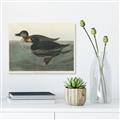 Picture of Vintage Scoter Duck _GroupedProduct_Rectangle_Landscape_Unframed_Print_Only_