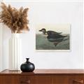 Picture of Vintage Scoter Duck _GroupedProduct_Rectangle_Landscape_Unframed_Print_Only_