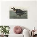 Picture of Vintage Scoter Duck _GroupedProduct_Rectangle_Landscape_Unframed_Print_Only_
