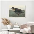 Picture of Vintage Scoter Duck _GroupedProduct_Rectangle_Landscape_Unframed_Print_Only_