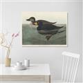 Picture of Vintage Scoter Duck _GroupedProduct_Rectangle_Landscape_Unframed_Print_Only_