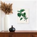 Picture of Nostalgic Green Lilac Leaves _GroupedProduct_Rectangle_Portrait_Unframed_Print_Only_