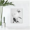 Picture of Romantic Blur Peony III _GroupedProduct_Rectangle_Portrait_Photography _GroupedProduct_Rectangle_Portrait_Unframed_Print_Only_