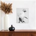 Picture of Romantic Blur Peony III _GroupedProduct_Rectangle_Portrait_Photography _GroupedProduct_Rectangle_Portrait_Unframed_Print_Only_