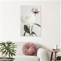 Picture of Romantic Blur Peony III _GroupedProduct_Rectangle_Portrait_Photography _GroupedProduct_Rectangle_Portrait_Unframed_Print_Only_