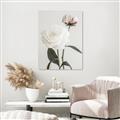 Picture of Romantic Blur Peony III _GroupedProduct_Rectangle_Portrait_Photography _GroupedProduct_Rectangle_Portrait_Unframed_Print_Only_