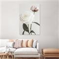 Picture of Romantic Blur Peony III _GroupedProduct_Rectangle_Portrait_Photography _GroupedProduct_Rectangle_Portrait_Unframed_Print_Only_