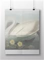 Picture of Vintage Floating White Swan _GroupedProduct_Rectangle_Landscape_Unframed_Print_Only_