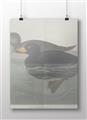 Picture of Vintage Scoter Duck _GroupedProduct_Rectangle_Landscape_Unframed_Print_Only_
