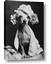 Picture of Spa Day Pooch