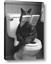 Picture of Kitty Cat Throne Room
