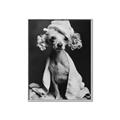 Picture of Spa Day Pooch _GroupedProduct_Rectangle_Portrait_Canvas_Framed_