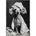 Picture of Spa Day Pooch _GroupedProduct_Rectangle_Portrait_Canvas_Framed_
