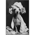 Picture of Spa Day Pooch _GroupedProduct_Rectangle_Portrait_Canvas_Framed_