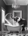 Picture of Joyful Elephant Bath Time _GroupedProduct_Rectangle_Portrait_Unframed_Print_Only_