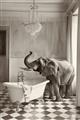 Picture of Luxuary Elephant _GroupedProduct_Rectangle_Portrait_Unframed_Print_Only_