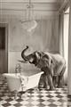 Picture of Luxuary Elephant _GroupedProduct_Rectangle_Portrait_Unframed_Print_Only_