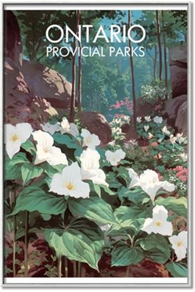 Picture of White Trillium